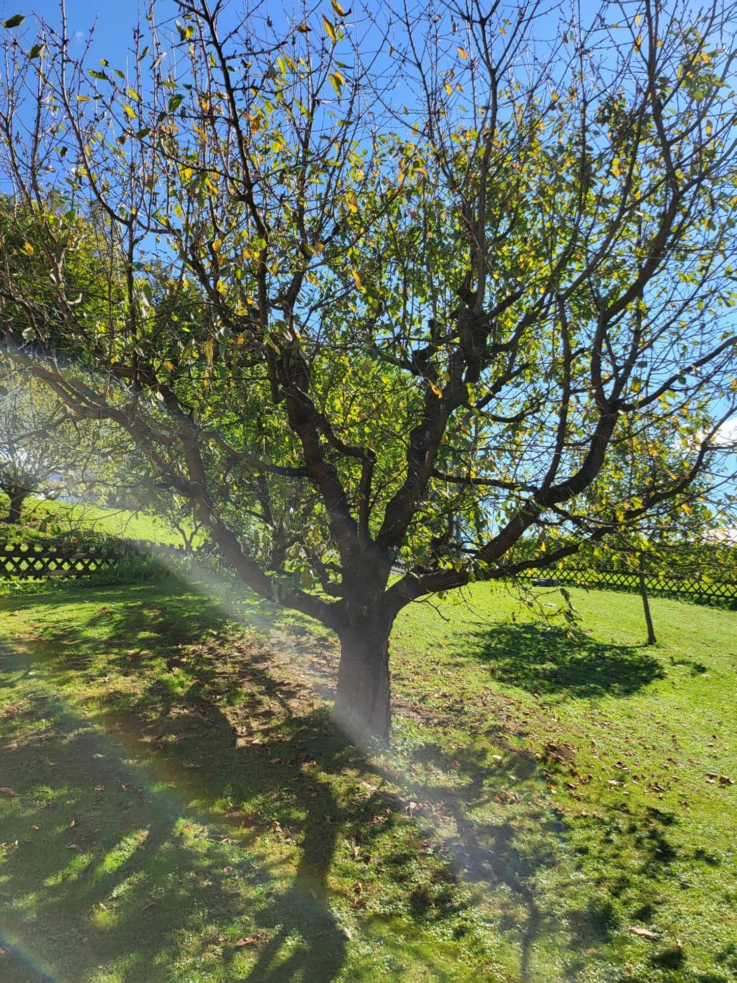 Ferienhaus Zangl Am Seggauberg - Suedsteiermark ليبنيتز المظهر الخارجي الصورة