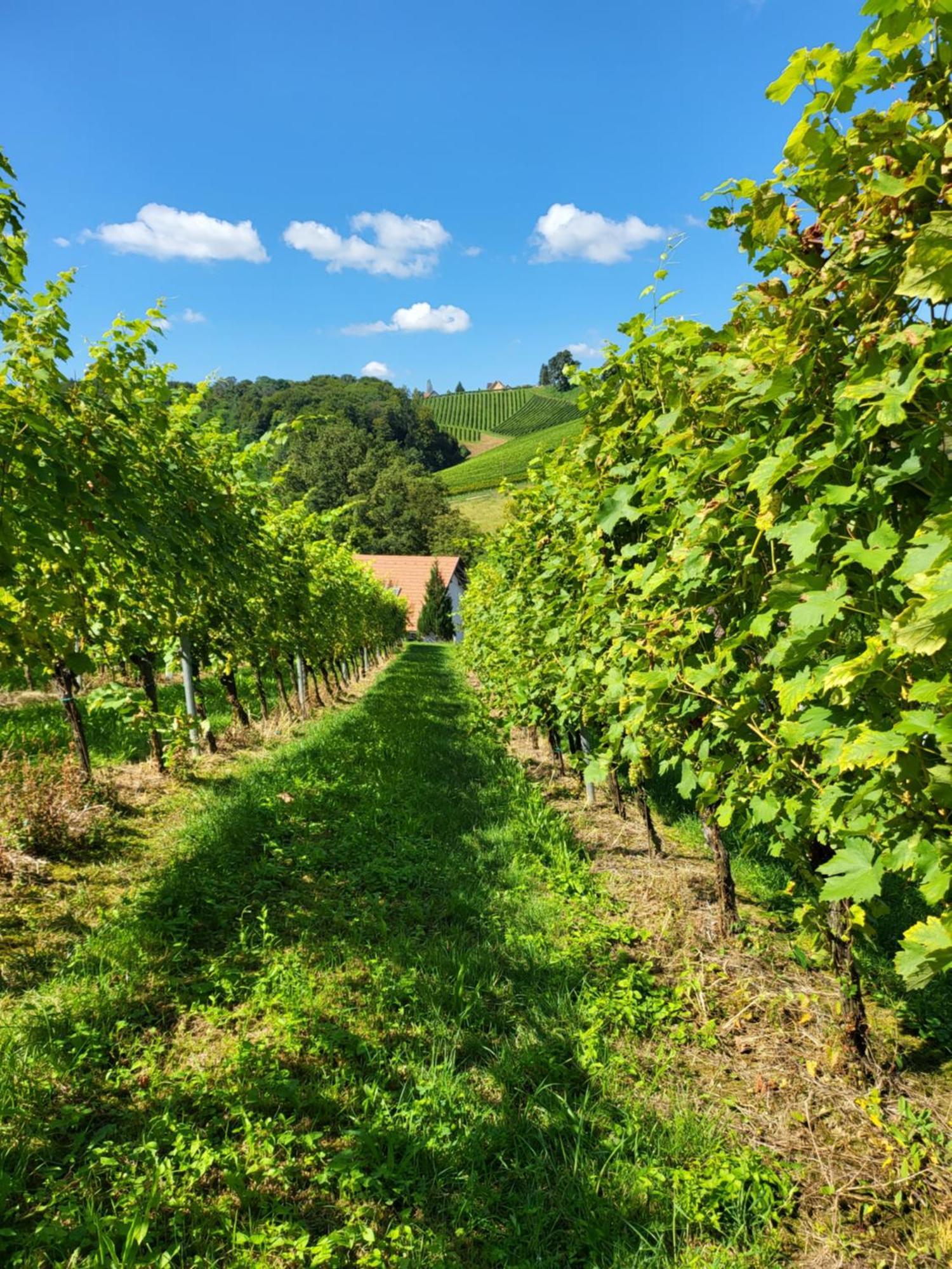 Ferienhaus Zangl Am Seggauberg - Suedsteiermark ليبنيتز المظهر الخارجي الصورة
